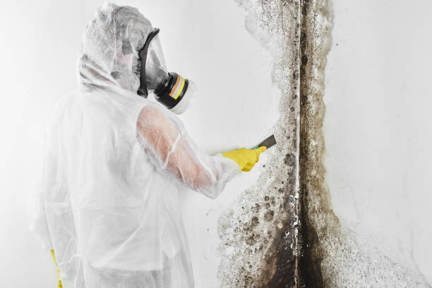 Best Office Mold Removal Services  in Island City, OR
