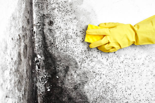 Best Black Mold Removal  in Island City, OR