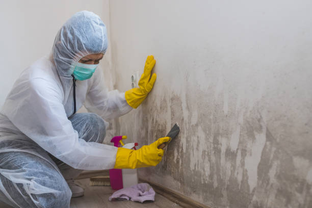 Mold Removal and Inspection in Island City, OR