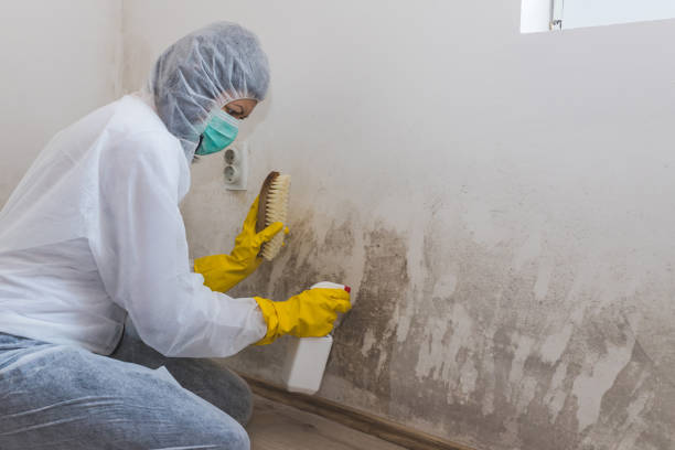 Best Black Mold Removal  in Island City, OR