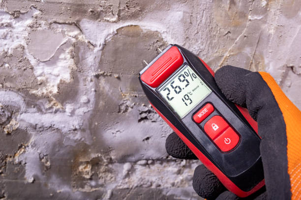 Best Mold Damage Repair  in Island City, OR
