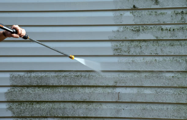 Best Mold Damage Repair  in Island City, OR