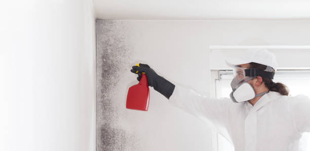 Crawl Space Mold Removal in Island City, OR