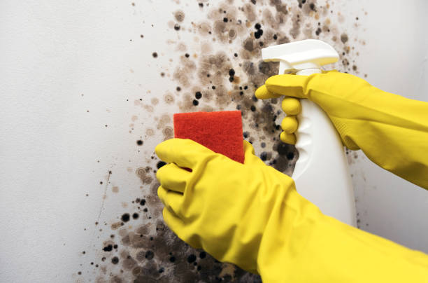 Mold Testing and Removal in Island City, OR