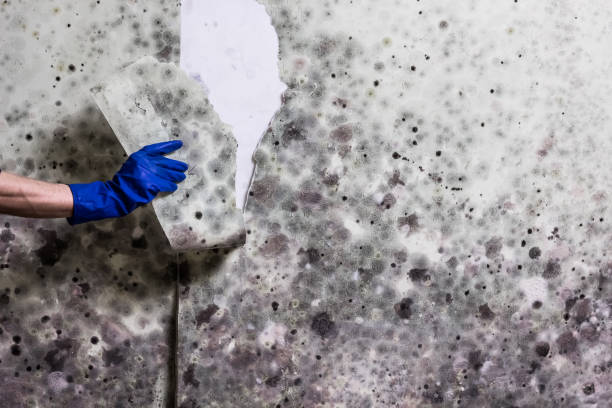Best Certified Mold Removal  in Island City, OR