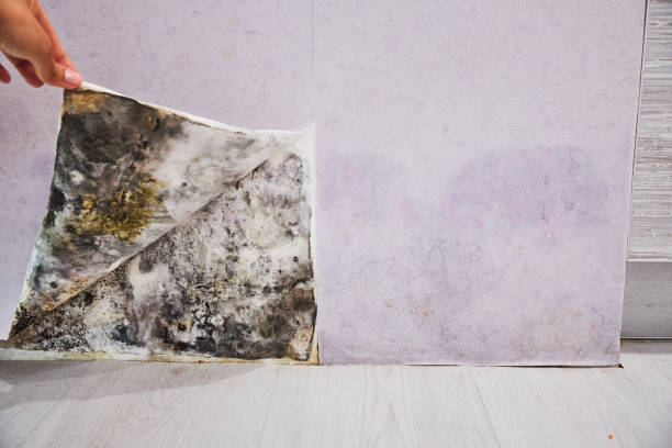 Best Commercial Mold Removal  in Island City, OR